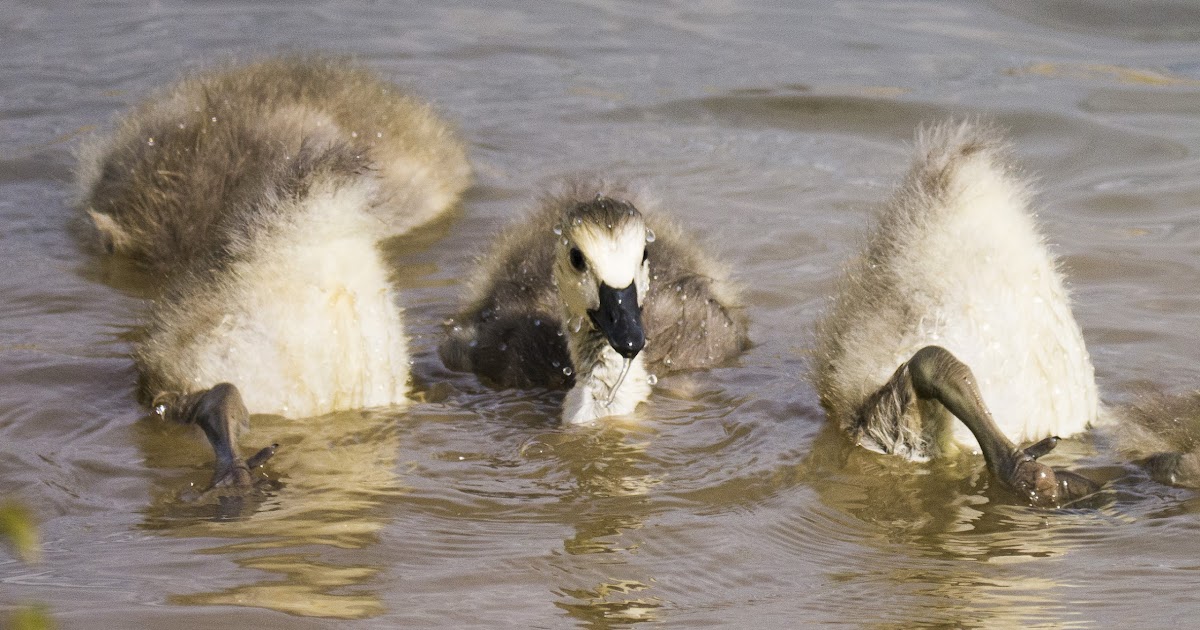 Canada Geese + goslings
