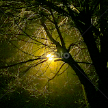 by Biljana Nikolic -  