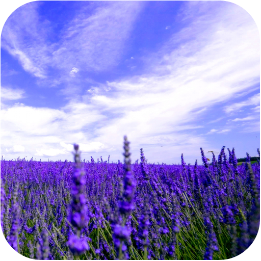 Lavender HD live wallpapers LOGO-APP點子