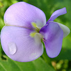 Cowpea flower, Flor de feijão de corda