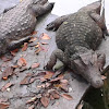 Jacaré-do-pantanal