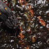 Sap-Feeding Beetle