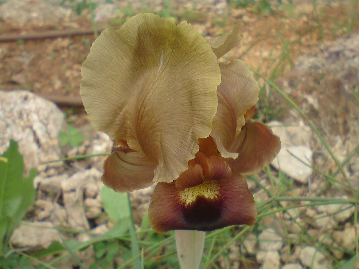 Negev iris (yellow morph)