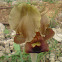Negev iris (yellow morph)