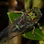 Chorus cicada