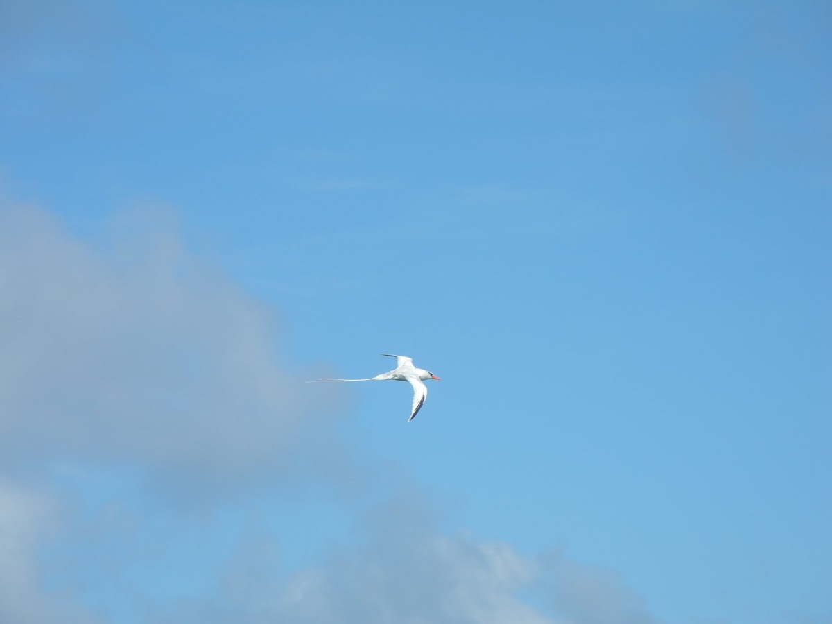 Red-Billed Tropicbird