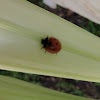 The Seven-Spot Ladybug