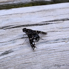 Tiger Bee Fly