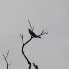 Green Bee-eater