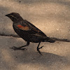 Red-winged Blackbird (Juvenile)