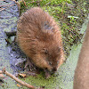 Muskrat