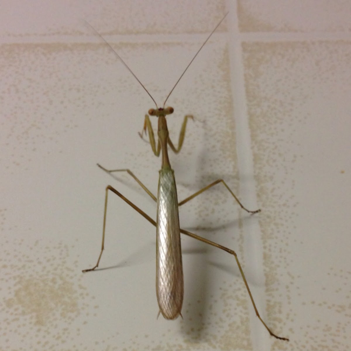 Praying Mantis