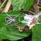 Silver Argiope and Grasshopper