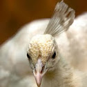 White Peacock