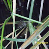Pacific tree frog