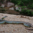 Yellow Bellied Racer