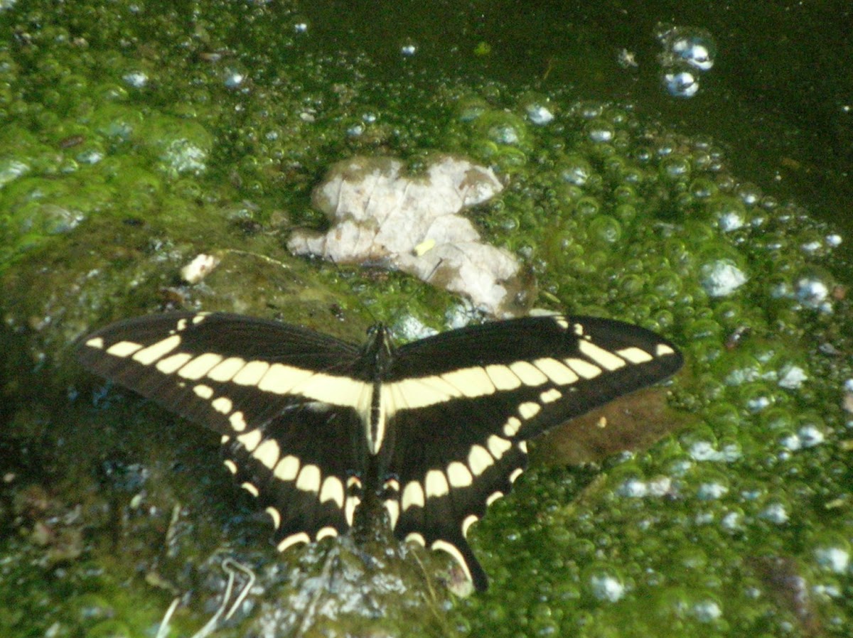 mariposa de los naranjos - Thoas Swallowtail