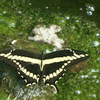 mariposa de los naranjos - Thoas Swallowtail