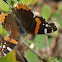 Red Admiral Butterfly (very worn)