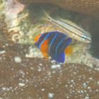 Queen Angelfish      juvenile