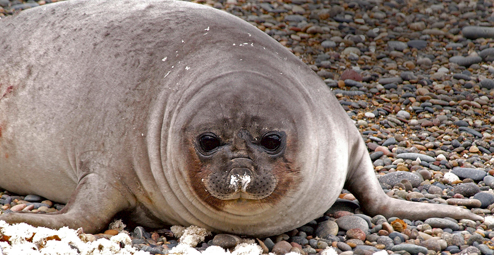 Elefante marino (Elephant seal)
