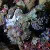 Marble-Mouthed Frogfish