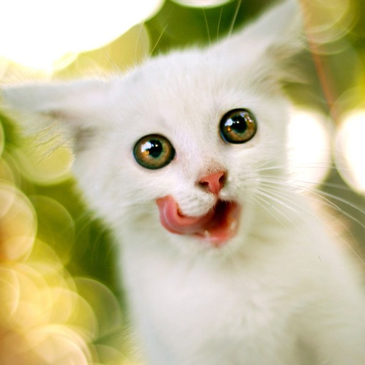 Papel tapiz lindo gatito es 1 個人化 App LOGO-APP開箱王
