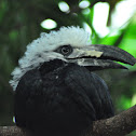 West African Long-tailed Hornbill
