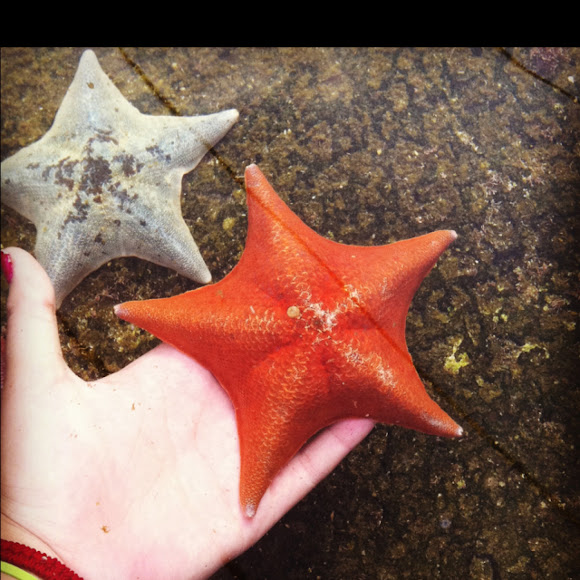 Bat Star Project Noah