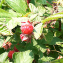 Boulder raspberry