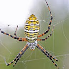Banded Garden Spider (2)