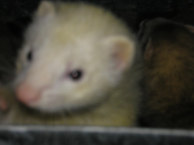 [Ferrets01012.jpg]