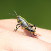 Eastern Lubber Grasshopper (nymph)