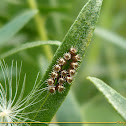 Spined Soldier Bug Eggs