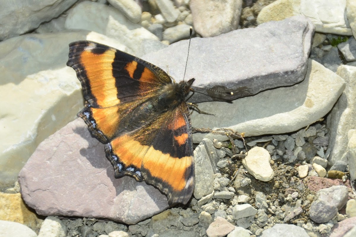 Milbert Tortoiseshell