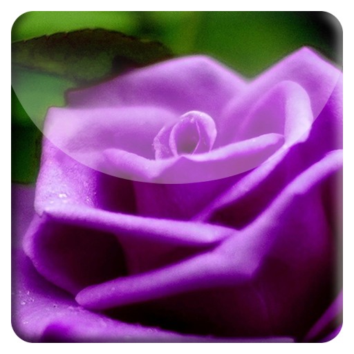 Purple Rose HD LiveWallpaper 個人化 App LOGO-APP開箱王