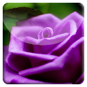 Purple Rose HD LiveWallpaper mobile app icon