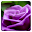 Purple Rose HD LiveWallpaper Download on Windows