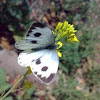 An unknown Butterfly ( एक अज्ञात तितली )
