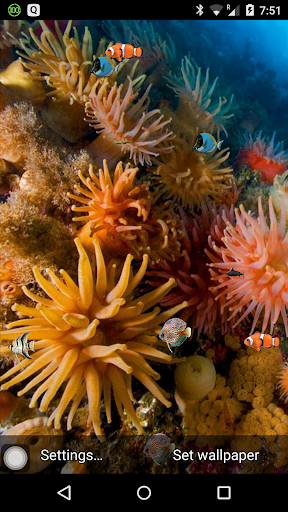 Coral reef live wallpaper