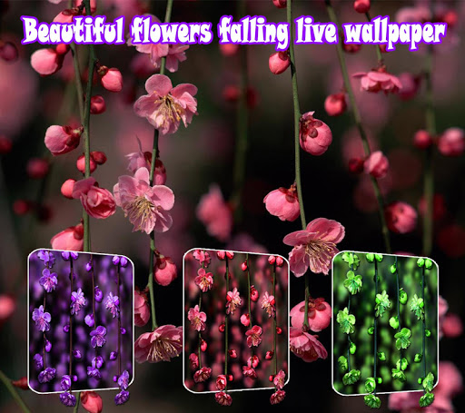 免費下載娛樂APP|Galaxy Flowers Live Wallpaper app開箱文|APP開箱王