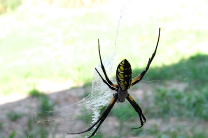 Black Garden Spider