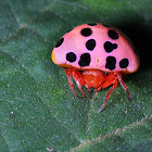 Ladybug-mimicking spider