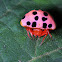Ladybug-mimicking spider