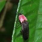 Click beetle