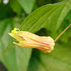 Bud of Passiflora