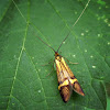 Longhorn Moth