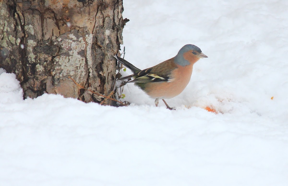 The Common Chaffinch