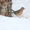 The Common Chaffinch