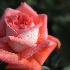 Rose by তিত কুটি - Flowers Single Flower